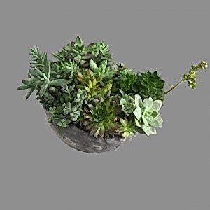 Büyük Sukulent Aranjman