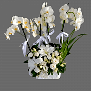 4 Dal Orkide Aranjman