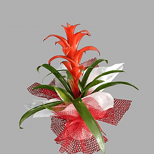 Guzmania